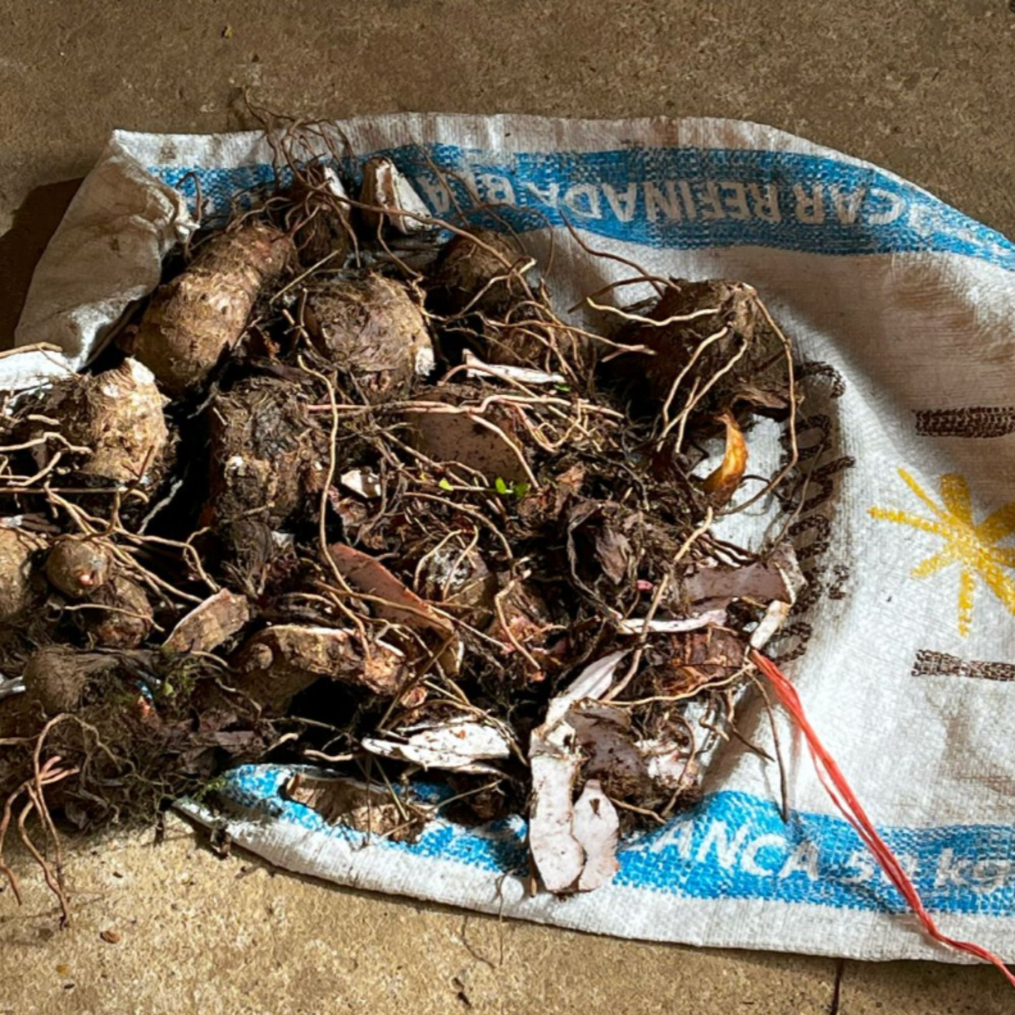 Untitled design - 2026-02-24T232329.355